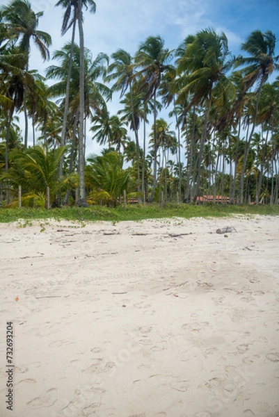 Fototapeta Coconut trees in northeastern Brazil in the states of Alagoas and Pernambuco, showing the sands and coral reefs, something unique in this region of Brazil
