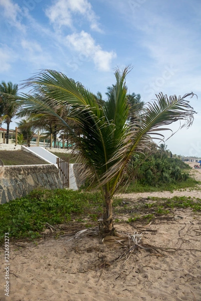 Fototapeta The beauty of the coconut trees in northeastern Brazil, Alagoas and Pernambuco, the contrast of the view with the clouds and the blue sky, the beauty in every detail