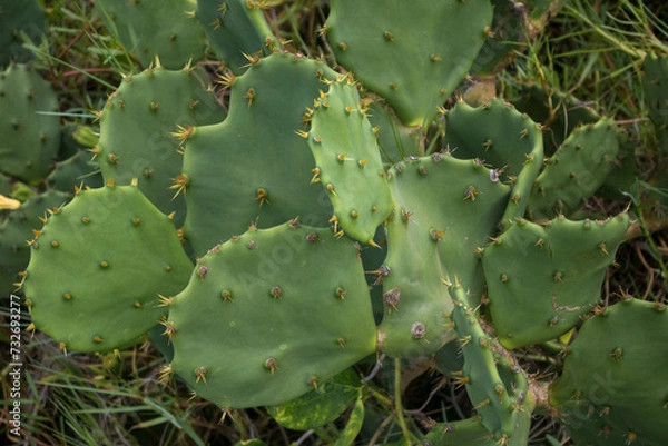 Fototapeta where plants such as cacti (mandacaru, xique-xique and facheiro), bromeliads and legumes (catingueiras, juremas and anjicos)³ stand out. Trees that store water, such as the barriguda and umbuzeiro, ar