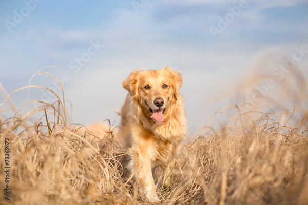 Obraz Pies golden retriever biegający na świeżym powietrzu