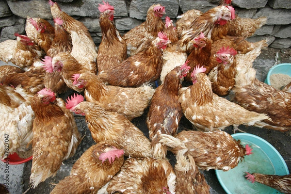Fototapeta group of chicken feeding off the ground