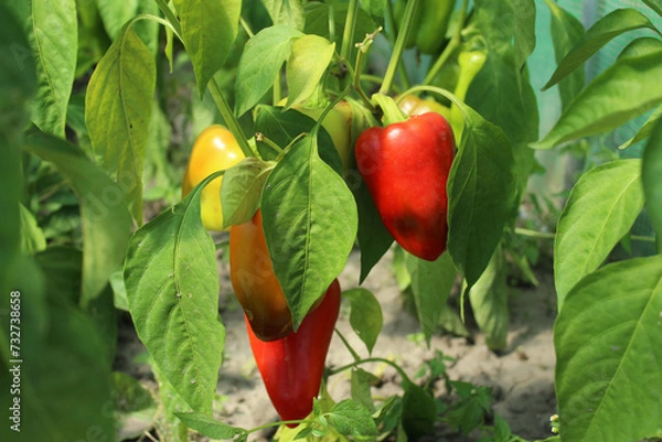 Fototapeta red and green peppers on a tree