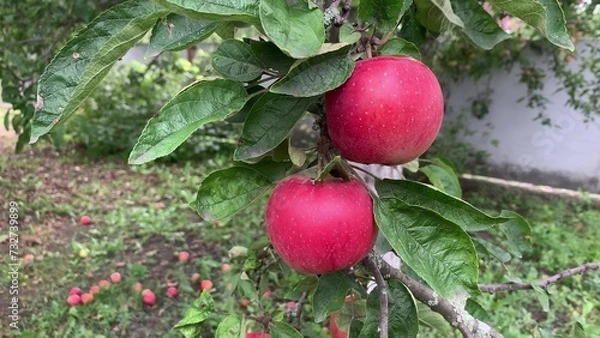 Obraz red apples on a tree