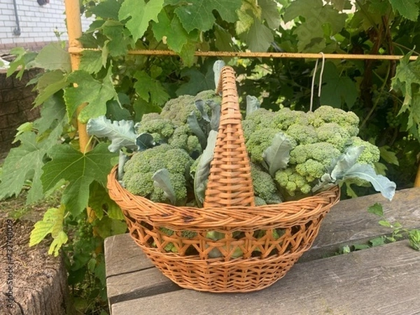 Obraz vegetables in a market, broccoli