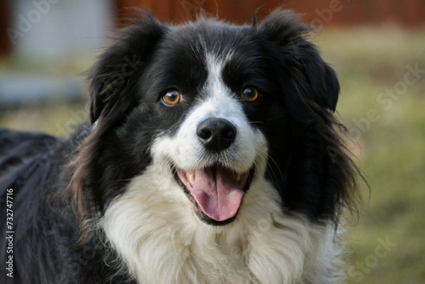 Fototapeta Lucky black and white border collie dog portrait