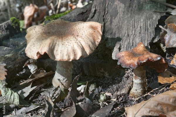 Obraz Mushrooms macro