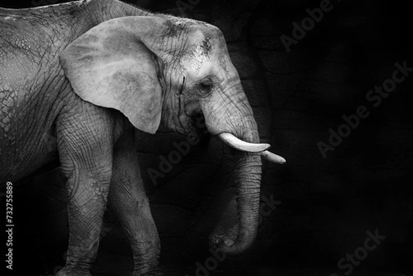Fototapeta African elephant