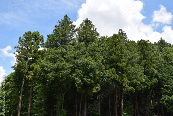 Fototapeta スギの木 針葉樹林