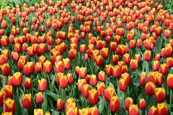 Fototapeta red and yellow tulips at Keukenhof, Netherlands