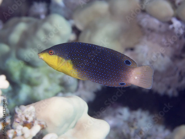 Obraz Coral fish Yellowbreasted wrasse