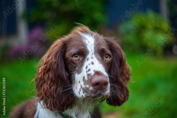 Obraz english springer spaniel