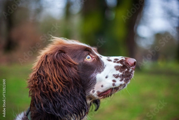 Obraz english springer spaniel