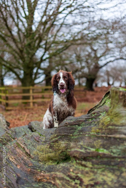 Obraz english springer spaniel