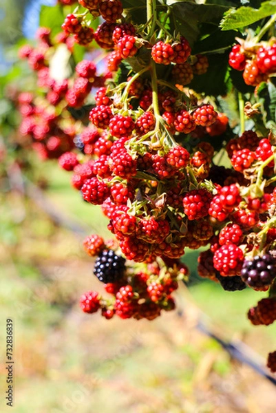 Obraz Unripe blackberries on vine at a Berry picking farm, Rail Trail, Bright, Victoria, Australia