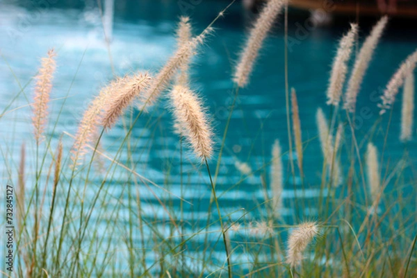 Obraz Fourtain grass with blue water pool