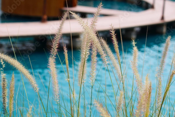 Obraz Fourtain grass with blue water pool