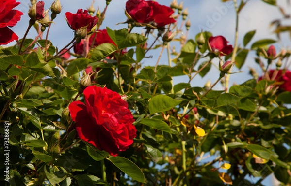 Obraz red rose flower