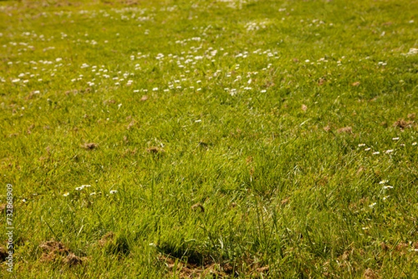Obraz Grass and flowers