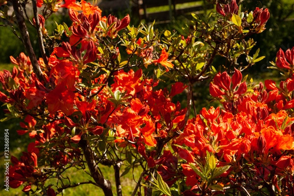 Obraz red and yellow flowers