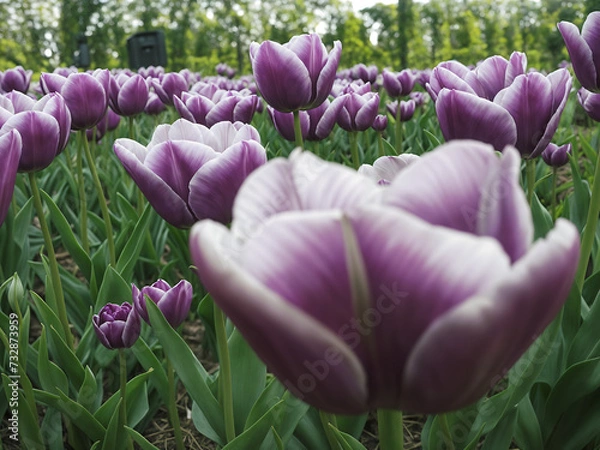 Obraz purple tulips in spring
