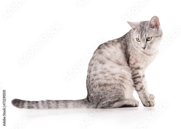 Fototapeta gray striped tabby cat