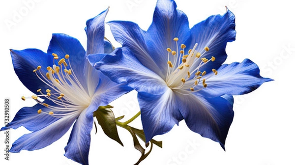 Obraz Jacobs Ladder isolated on a transparent background