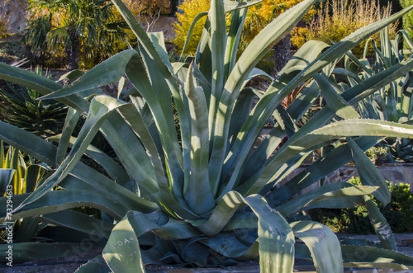 Obraz Agave park