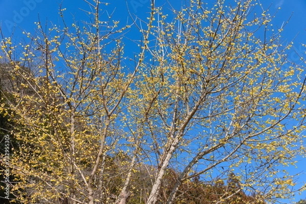 Fototapeta 青空に映える満開の黄色い蝋梅の花
