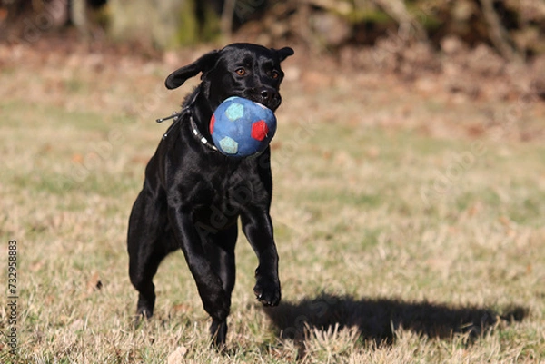 Fototapeta junger Labrador