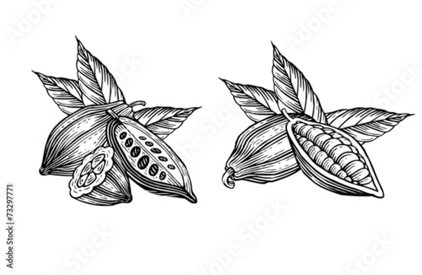 Fototapeta cocoa beans