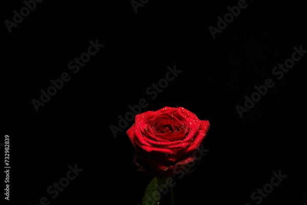 Fototapeta Rose rouge sur fond noir