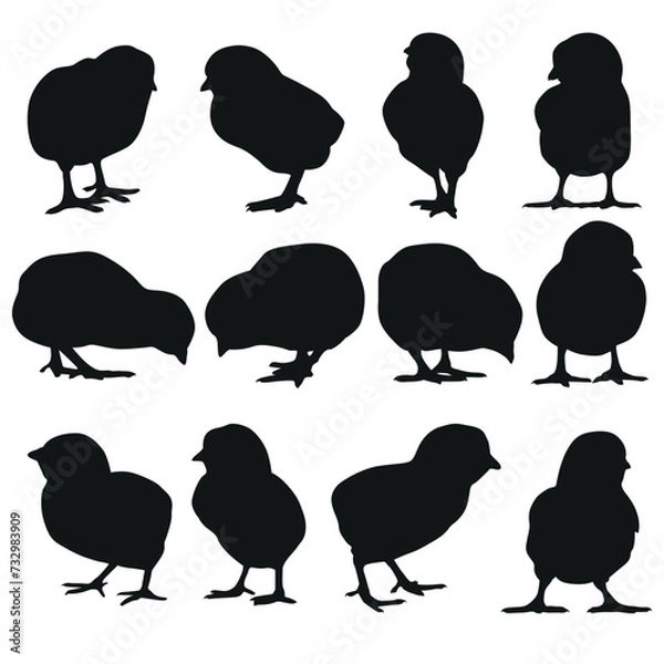 Obraz Little chicken Silhouette collection