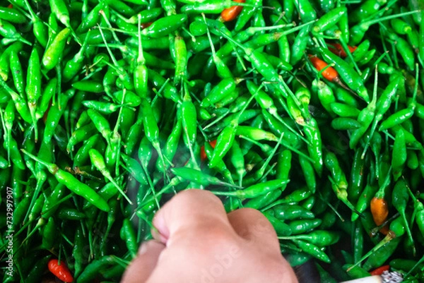 Fototapeta Photo of a hand picking lots of chilies from above.