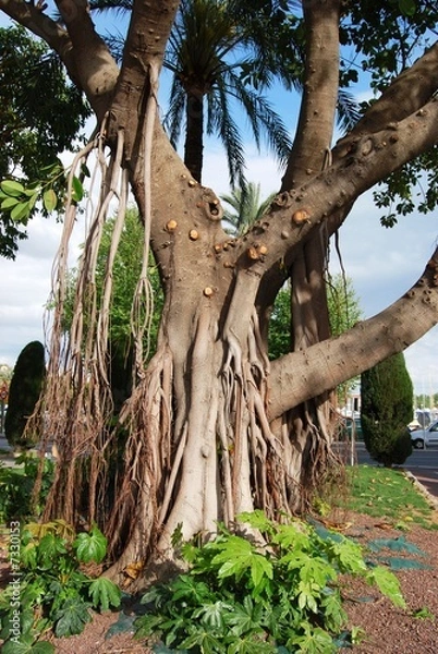 Obraz Huge ficus tree