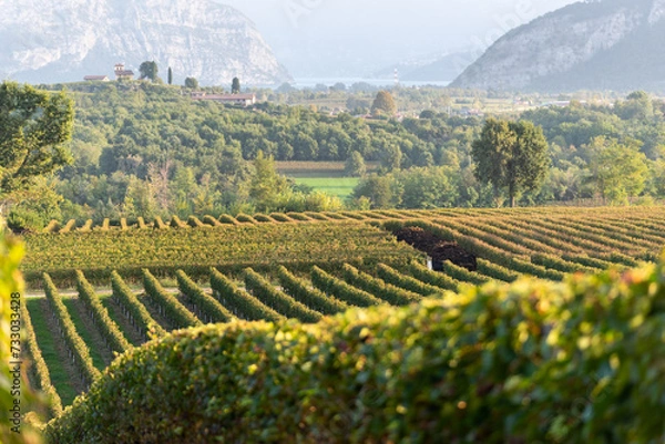 Obraz Autumn season in Franciacorta district area, Brescia province in Lombardy district, Italy, Europe.