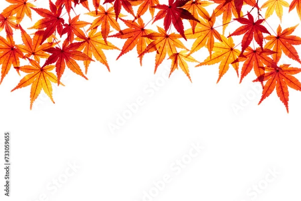 Fototapeta 紅葉したモミジの葉