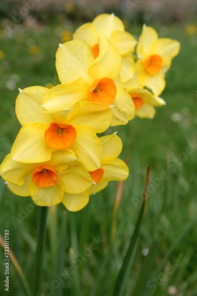 Obraz Quelques jonquilles