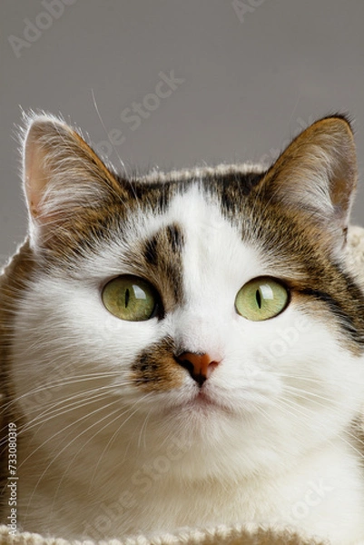 Obraz portrait of a cat