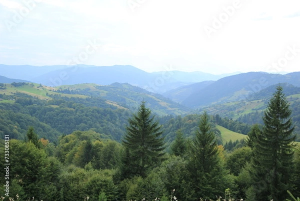 Obraz forest in the mountains