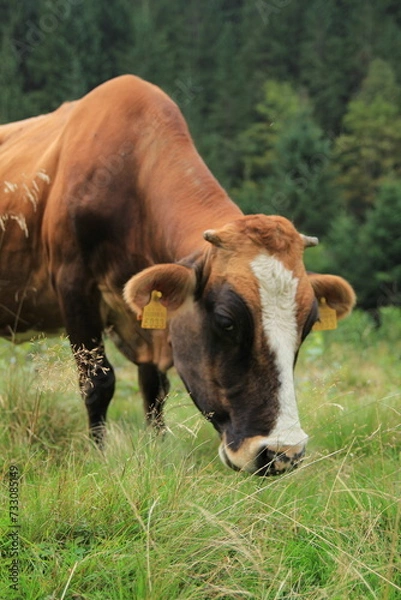 Obraz cow in the field