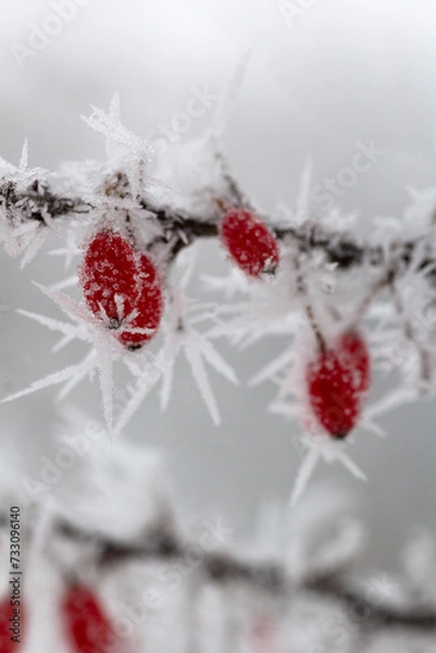 Obraz red berries in snow
