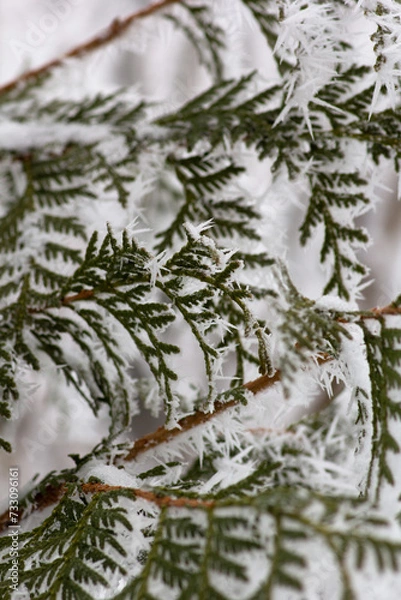 Obraz snow covered branches