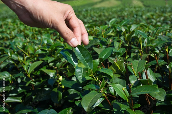 Obraz Keeps tea leaves in the hand