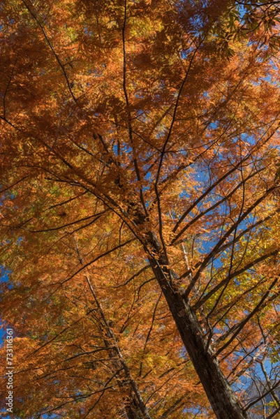 Fototapeta 日本　福島県耶麻郡北塩原村、裏磐梯高原の紅葉の並木道