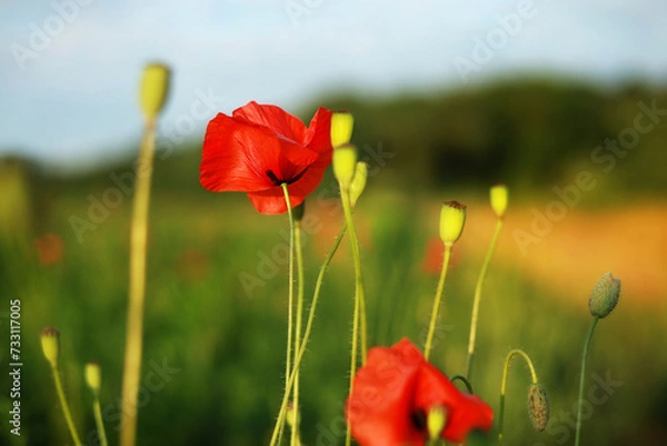 Obraz Beautiful poppy background.