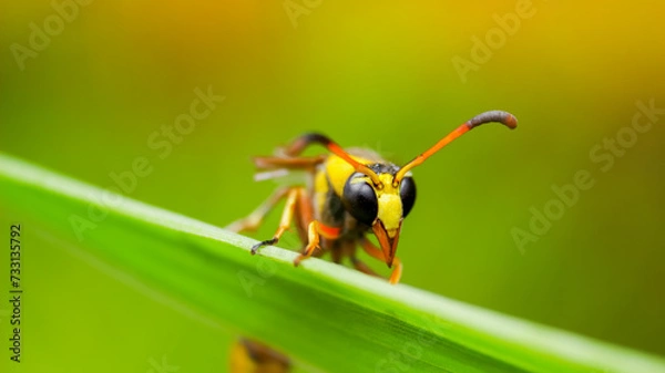Fototapeta Extreme face close-up of potter wasp on the green grass , insect macro