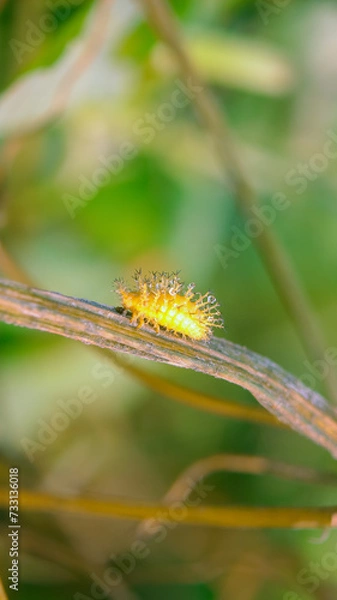 Fototapeta Macro of a yellow Mexican bean beetle on a twig.