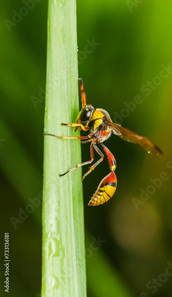 Fototapeta Potter wasps (or mason wasps), the Eumeninae, are a cosmopolitan wasp group presently treated as a subfamily of Vespidae, but sometimes recognized in the past as a separate family, Eumenidae