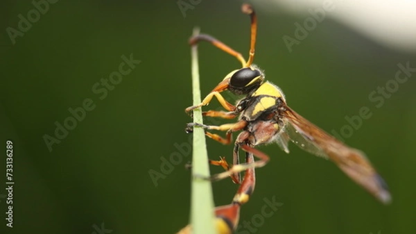 Fototapeta Extreme face close-up of potter wasp on the green grass , insect macro