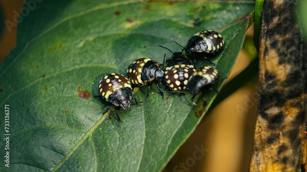 Fototapeta Southern green stink bug babies on zucchini leaf. Group of instar nymphs from southern green shield bug or Nezara viridula. Invasive pests in garden. Stunning markings. Selective focus.